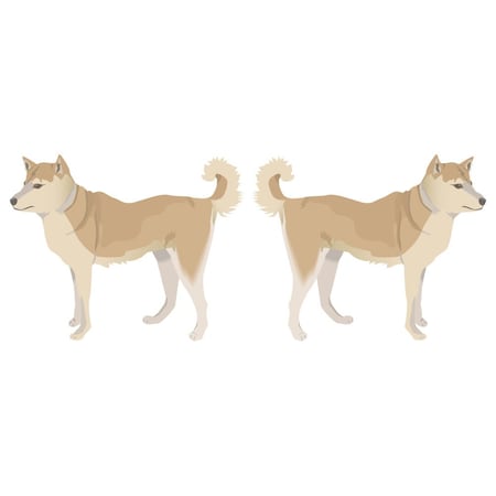 Signmission Finnish Spitz Dog Decal, Dog Lover Decor Vinyl Sticker D-24-Finnish Spitz